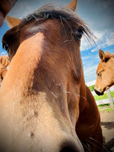 Load image into Gallery viewer, LEVEL 2 Compassion Animal Reiki Practitioner Course