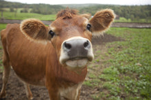 Load image into Gallery viewer, LEVEL 2 Compassion Animal Reiki Practitioner Course