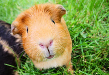 Load image into Gallery viewer, LEVEL 1 Compassion Animal Reiki Practitioner Course