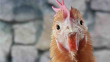 Load image into Gallery viewer, ONE SMALL ANIMAL Compassionate Animal Reiki Session (up to 30 minutes)