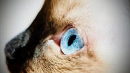 ONE Human Reiki & TWO Compassionate Animal Reiki Session (3 Hours)