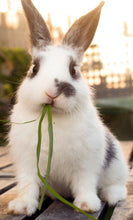 Load image into Gallery viewer, ONE SMALL ANIMAL Compassionate Animal Reiki Session (up to 30 minutes)
