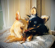 Load image into Gallery viewer, TWO Compassionate Animal Reiki Session Animal (up to 2 Hour)
