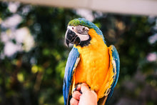 Load image into Gallery viewer, THREE Compassionate Animal Reiki Session (3 Hours)
