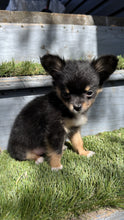 Load image into Gallery viewer, ONE Compassionate Animal Reiki Session (up to 60 Minutes)

