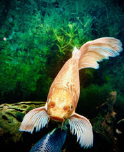 Load image into Gallery viewer, TWO Compassionate Animal Reiki Session Animal (up to 2 Hour)
