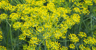 Dill Weed 10g